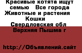 Красивые котята ищут семью - Все города Животные и растения » Кошки   . Свердловская обл.,Верхняя Пышма г.